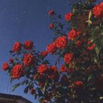 Profile Picture of April 💜 (@labradaapril) on Instagram