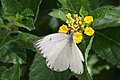 Profile Picture of Asciaon Wikipedia