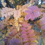 Profile Picture of Bird's Of A Feather (@loritessman) on Instagram