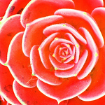 Profile Picture of Robert Edwards (@redwards33) on Flickr