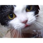 Profile Picture of Tiffany koch (@tinsfuzzylead) on Instagram