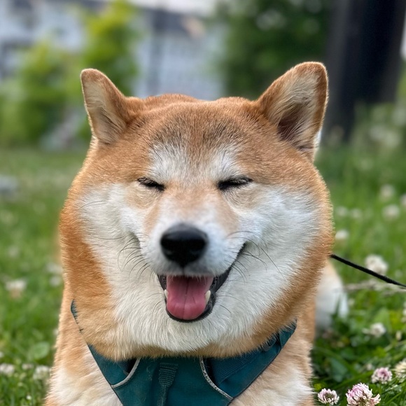 Profile Picture of Ying Pratoomrat (@yyyinggg19) on Poshmark