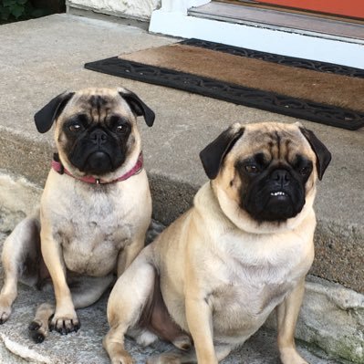 Profile Picture of Louis And Iris (@BensonPugs) on Twitter