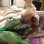 Profile Picture of Lori Taccini Guilfoyle (@loriguilfoyle) on Instagram