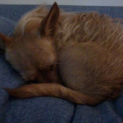 Profile Picture of Michael Koval (@ninjajedi820) on Twitter