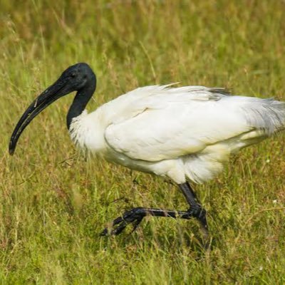 Profile Picture of Robert Goldsmith (@Gold_ient) on Twitter