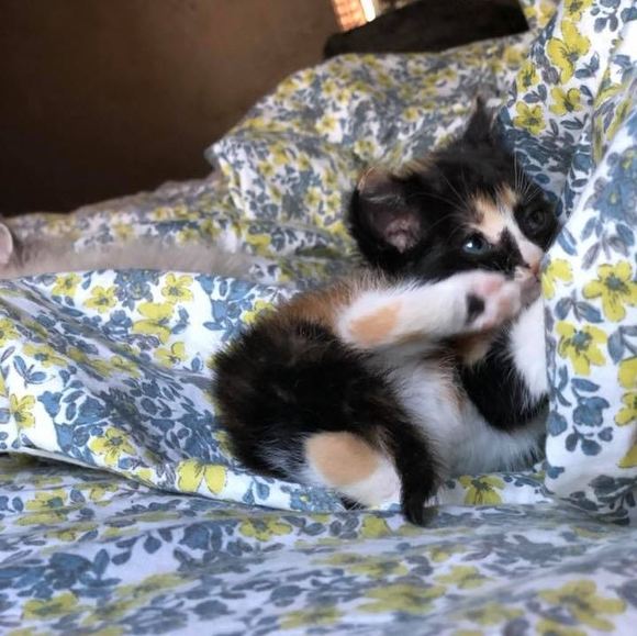 Profile Picture of Taylor Farrell (@yobtaylo) on Poshmark