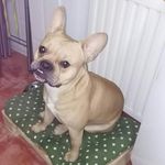 Profile Picture of El perro de tus sueños (@mr_gran_hache) on Instagram