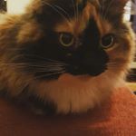 Profile Picture of David Ringstad (@dasshue) on Instagram