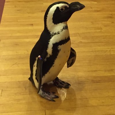 Profile Picture of Nancy Haug (@skies3113) on Twitter