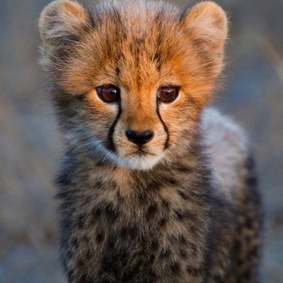 Profile Picture of James  Goble (@jimgole) on Twitter
