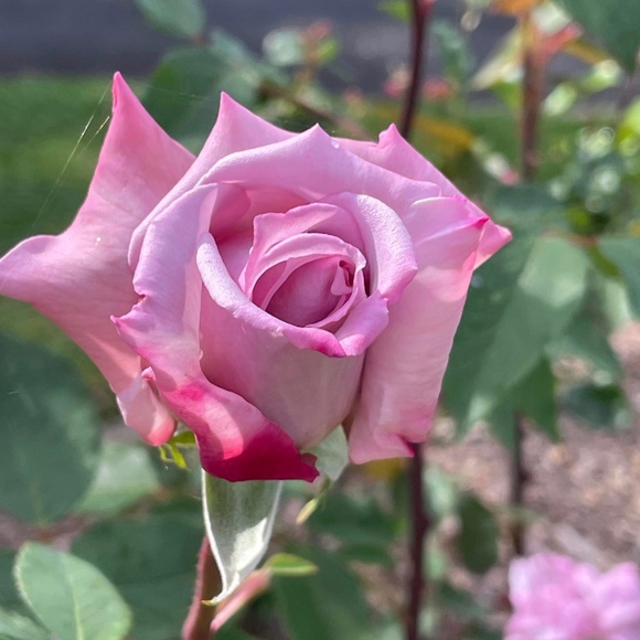 Profile Picture of Milada Cernik (@lislen) on Poshmark