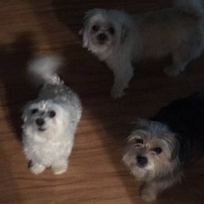 Profile Picture of Janet Hays (@HaysJanethays2) on Twitter