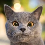 Profile Picture of Alan Michalak (@alanm987) on Instagram