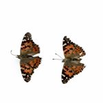 Profile Picture of Giles Bryant (@peoplestandinginfrontofart) on Instagram