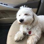 Profile Picture of Kyleigh Stottlemyer (@carolinezucha) on Instagram