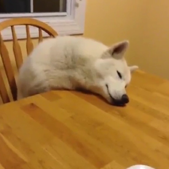 Profile Picture of Cheyenne Schmidbauer (@cheyenneschmid) on Poshmark