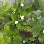 Profile Picture of Samina Hameed (@samina.hameed.5682) on Instagram