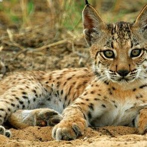 Profile Picture of 💘Amrit Thapa💘💘💘 (@Amritt31) on Twitter