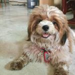 Clarence Huang - Instagram Profile Picture of Clarence Huang (@clarenceselwyn) on Instagram