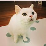 Profile Picture of kitty__curry (@kitty__curry) on Instagram