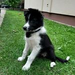 Profile Picture of Nagy-Pál Füge (@fuge_thebordercollie) on Instagram