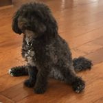Profile Picture of Joe Picone (@picone.joe) on Instagram