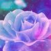 Profile Picture of carson walls (@carcar145333) on Pinterest