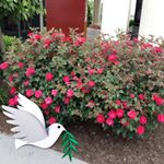 Profile Picture of Kay Whitlock (@kay.whitlock.75) on Instagram