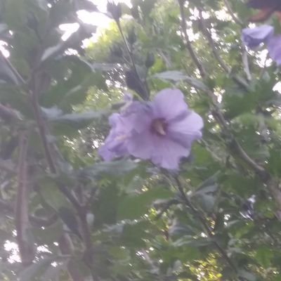 Profile Picture of Alex Lashley (@AlexLashley5) on Twitter