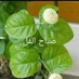Profile Picture of Ahmad Halak (@AhmadHalak14) on Twitter