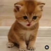 Profile Picture of jojocelyneUwO (@@jocelynekeeneshaw) on Tiktok