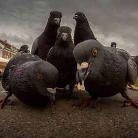 Profile Picture of Corey Pigeon (@coremads86) on Pinterest