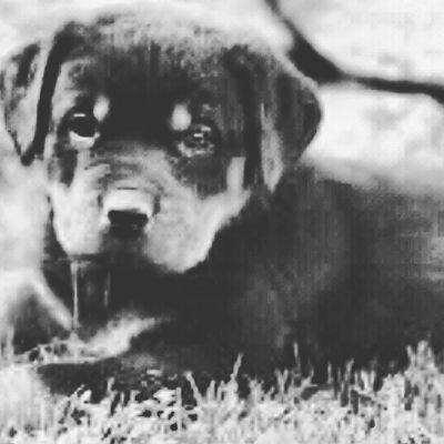 Profile Picture of Dan Brunet (@DanBrunet2) on Twitter