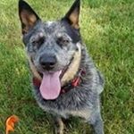 Profile Picture of robert holton (@rehpete) on Instagram