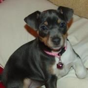 Profile Picture of Lori Charron-Bleess (@illinimom06) on Pinterest