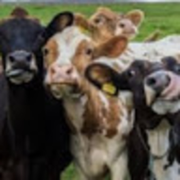 Profile Picture of Peyton Jeffery (@peytonjeffery6) on Poshmark