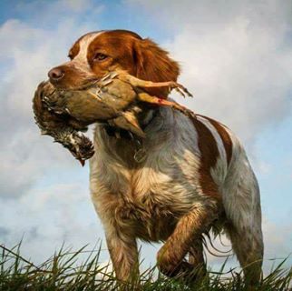 Profile Picture of Brad Bald (@bradley.bald) on Facebook