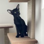 Profile Picture of Pagan the Oriental page (@pagantheoriental) on Instagram