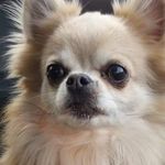 Brandon conybeare - Instagram Profile Picture of Brandon conybeare (@brandogs_priv) on Instagram