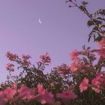 Profile Picture of lillian holmes (@x.x_deleted._.account_x.x) on Instagram