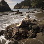 Profile Picture of Mermaid Ophelia (@kelpie.dreams) on Instagram