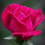 Profile Picture of Divya Divya (@ramaswamydivyareddy) on Instagram