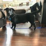 Profile Picture of Jake Ryan State Farm Tapper (@jaketappercorgidor) on Instagram