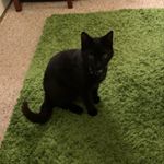 Profile Picture of Karl Williamson (@mr.karl_williamson) on Instagram