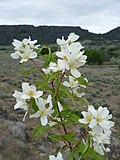 Profile Picture of Philadelphus lewisiion Wikipedia
