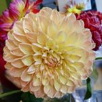 Profile Picture of Janet Heaven (@janetheaven61) on Instagram