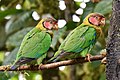 Profile Picture of Rose-faced parroton Wikipedia