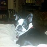 Profile Picture of Bobault (@dogrunner4) on Instagram