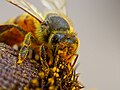 Profile Picture of Entomophilyon Wikipedia